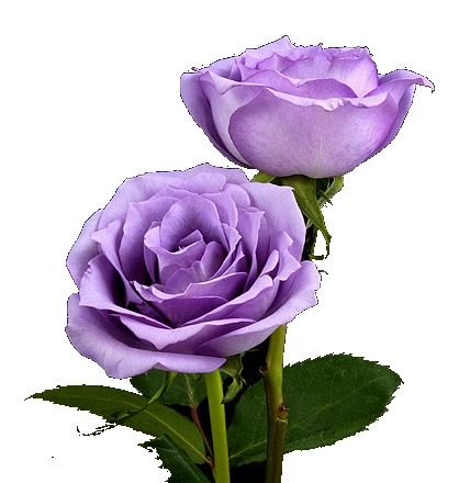 ɵ ɻ ɹ Ÿ Rhcanstls Rhcrmfla